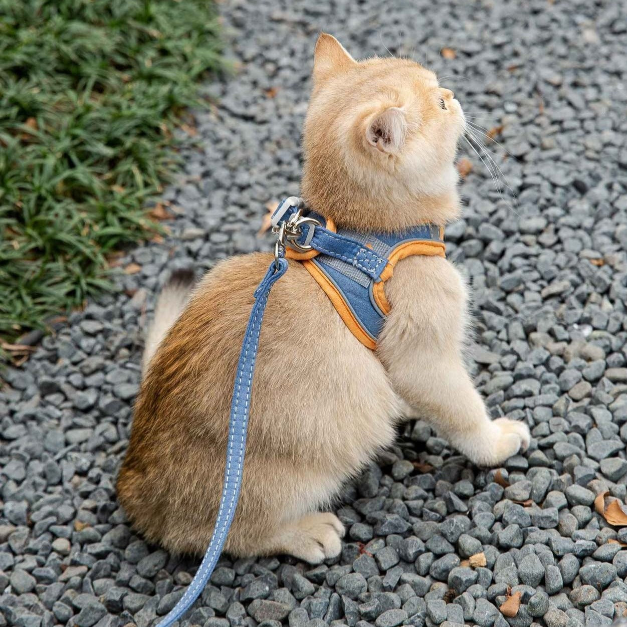 🐾Adjustable Escape-Proof Cat Harness