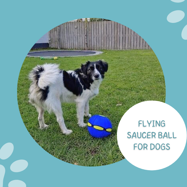 🐶The Flying Saucer Ball For Pet